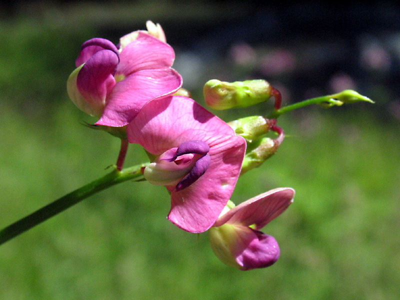 Lathyrus sylvestris L. /  Cicerchione